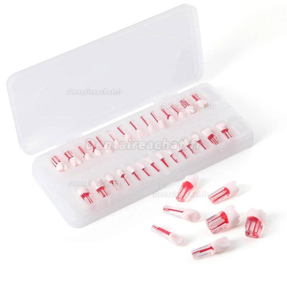 Modèle de dentier typodontique (28 pièces/ensemble), pour la pratique du traitement de canal.